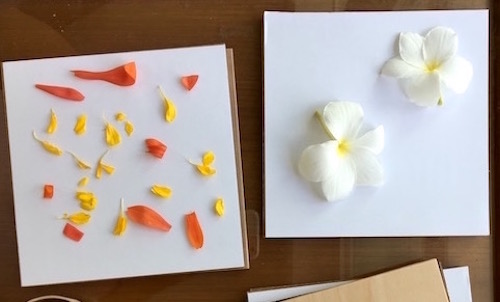 This post is the first in a 3 week series on pressed flowers from how-to, to ideas on what to do with the flowers you press! Click for practical tips to get started pressing flowers with Wings, Worms, and Wonder!