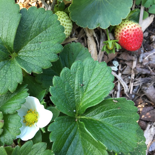 I discovered a list of so many quirky celebration days in the month of May! Click to laugh your way through May and get a Nature Journal prompt pdf funsheet!