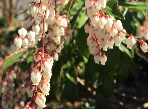 I discovered a list of so many quirky celebration days in the month of May! Click to laugh your way through May and get a Nature Journal prompt pdf funsheet!