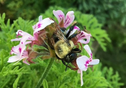 I discovered a list of so many quirky celebration days in the month of May! Click to laugh your way through May and get a Nature Journal prompt pdf funsheet!