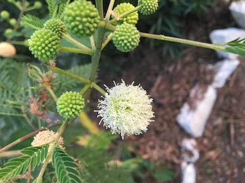 I discovered a list of so many quirky celebration days in the month of May! Click to laugh your way through May and get a Nature Journal prompt pdf funsheet!