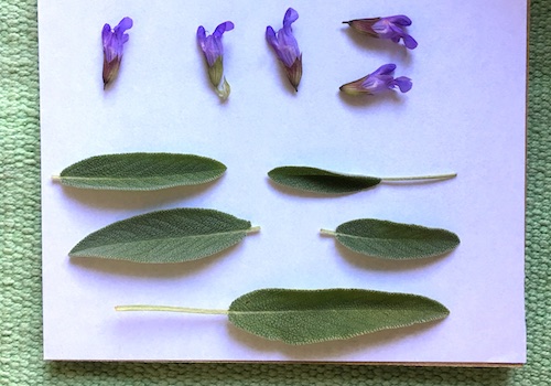 This post is the first in a 3 week series on pressed flowers from how-to, to ideas on what to do with the flowers you press! Click for practical tips to get started pressing flowers with Wings, Worms, and Wonder!