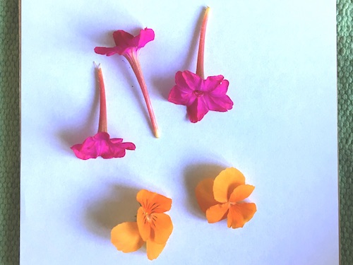 This post is the first in a 3 week series on pressed flowers from how-to, to ideas on what to do with the flowers you press! Click for practical tips to get started pressing flowers with Wings, Worms, and Wonder!