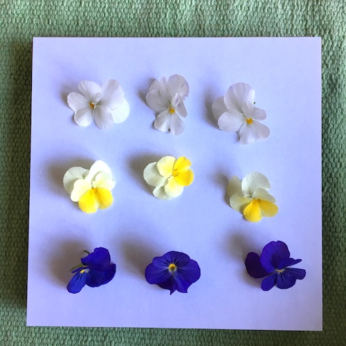 This post is the first in a 3 week series on pressed flowers from how-to, to ideas on what to do with the flowers you press! Click for practical tips to get started pressing flowers with Wings, Worms, and Wonder!