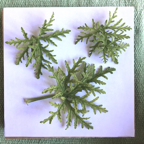 This post is the first in a 3 week series on pressed flowers from how-to, to ideas on what to do with the flowers you press! Click for practical tips to get started pressing flowers with Wings, Worms, and Wonder!