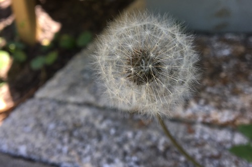 This post is the first in a 3 week series on pressed flowers from how-to, to ideas on what to do with the flowers you press! Click for practical tips to get started pressing flowers with Wings, Worms, and Wonder!