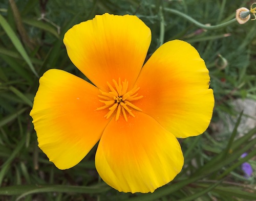 I discovered a list of so many quirky celebration days in the month of May! Click to laugh your way through May and get a Nature Journal prompt pdf funsheet!