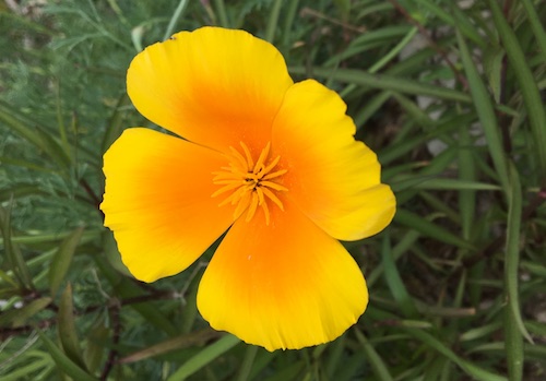 This post is the first in a 3 week series on pressed flowers from how-to, to ideas on what to do with the flowers you press! Click for practical tips to get started pressing flowers with Wings, Worms, and Wonder!