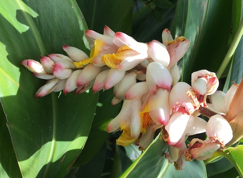 I discovered a list of so many quirky celebration days in the month of May! Click to laugh your way through May and get a Nature Journal prompt pdf funsheet!