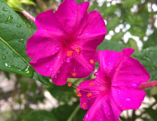 This post is the first in a 3 week series on pressed flowers from how-to, to ideas on what to do with the flowers you press! Click for practical tips to get started pressing flowers with Wings, Worms, and Wonder!