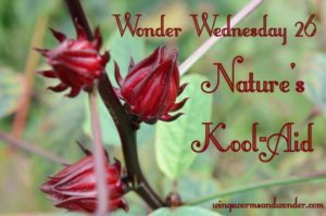 To honor this Wonder Wednesday 60 post milestone, here's a "remember the good times" compilation of some of my favorite activities for you. Click to enjoy this compilation of Wonder Wednesday inspiration and fun!