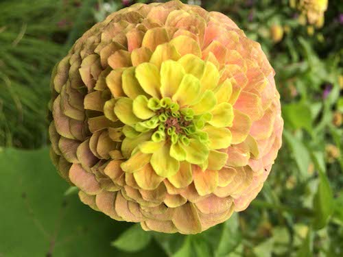 zinnia