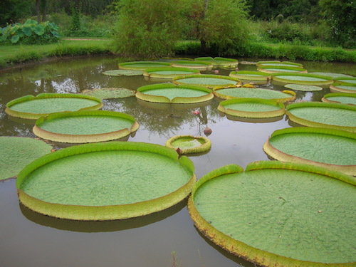 giant_lily_pads_3897018332