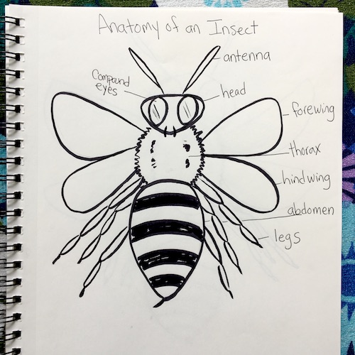 It's Wonder Wednesday 71! Click to learn how to step by step draw a damsel fly the Wings, Worms, and Wonder way!