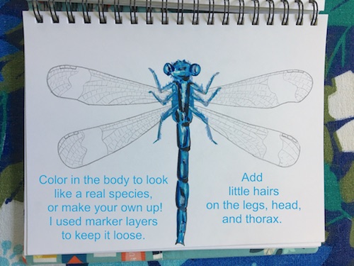 It's Wonder Wednesday 71! Click to learn how to step by step draw a damsel fly the Wings, Worms, and Wonder way!