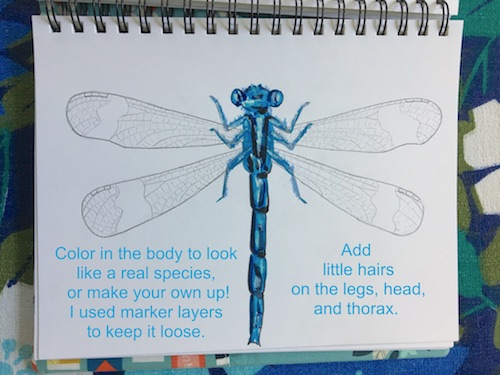 It's Wonder Wednesday 71! Click to learn how to step by step draw a damsel fly the Wings, Worms, and Wonder way!