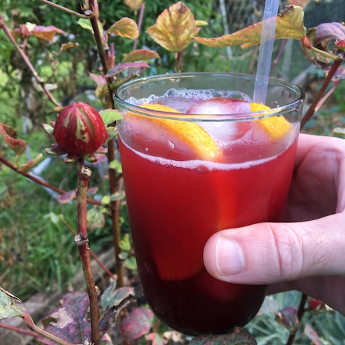 Click for Wonder Wednesday ideas for getting cozy and making your own Spiced Solstice drink - right from the tropics to warm you up!