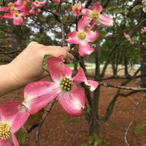 Click to take a Wonder Wednesday 80 poetry walk and to make a nature sensory pyramid poem!