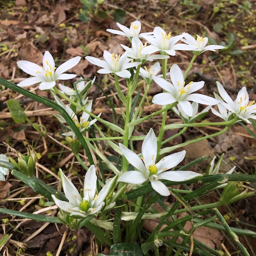 Click to take a Wonder Wednesday 80 poetry walk and to make a nature sensory pyramid poem!