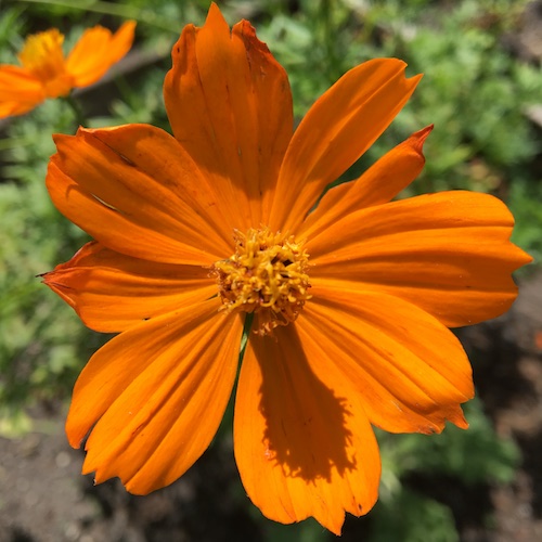 Learn to grow and draw cosmos flowers! Click to get your Wings, Worms, and Wonder how to!