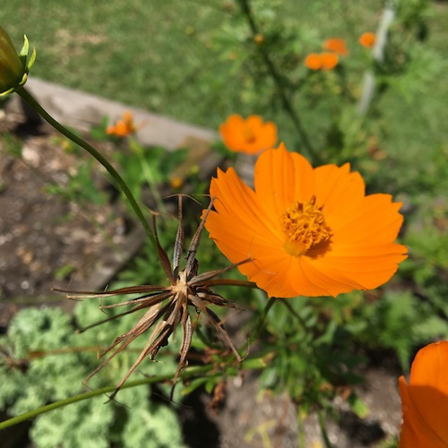 Learn to grow and draw cosmos flowers! Click to get your Wings, Worms, and Wonder how to!