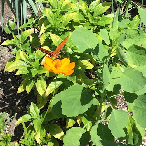 Learn to grow and draw cosmos flowers! Click to get your Wings, Worms, and Wonder how to!