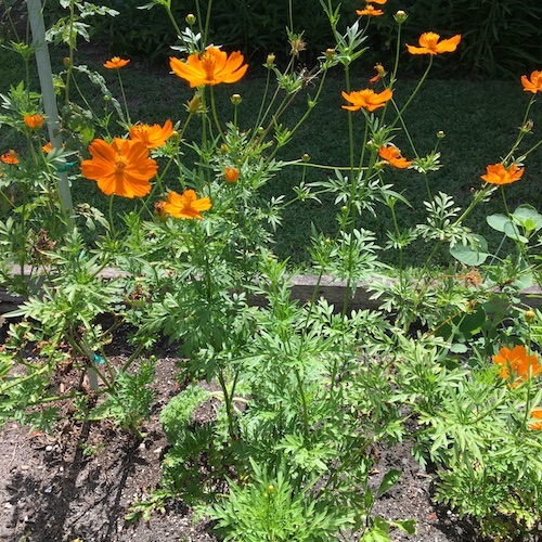 Learn to grow and draw cosmos flowers! Click to get your Wings, Worms, and Wonder how to!