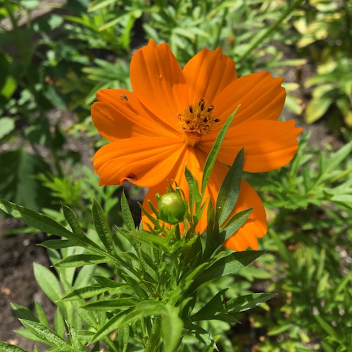 Learn to grow and draw cosmos flowers! Click to get your Wings, Worms, and Wonder how to!