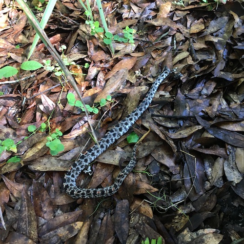 Explore with Wings, Worms, and Wonder Schopenhauer's idea of how frightening aspects of nature can brings sublime awe. Click to hear my rattlesnake story!