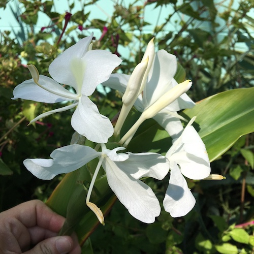 Sublime Beauty in replanting and rebuilding. Click to learn more about community, climate, and directly support the Bahamas with Wings, Worms, and Wonder.