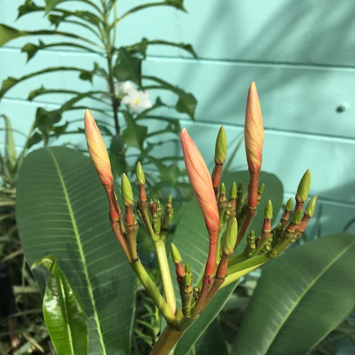 Happiness is something we always want. Increase your nature connections and joy by savoring with Professor Laurie Santos and Wings, Worms, and Wonder!