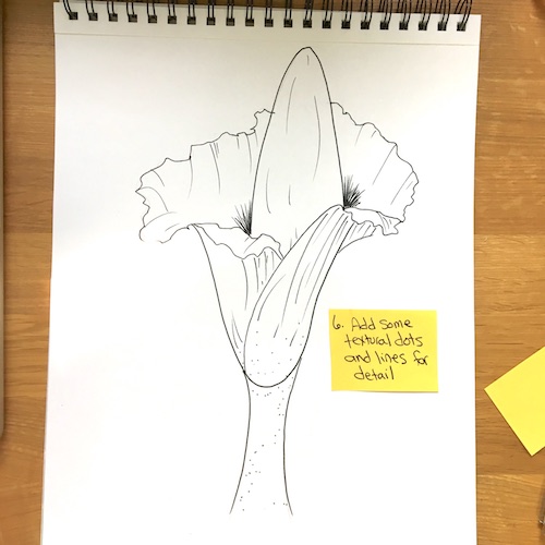 Draw a corpse flower for Halloween with Wings, Worms, and Wonder! Click to learn how and discover more about this unique botanical species!