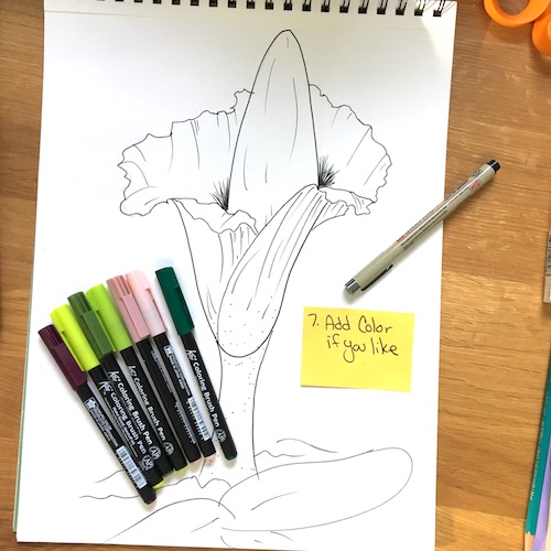 Draw a corpse flower for Halloween with Wings, Worms, and Wonder! Click to learn how and discover more about this unique botanical species!