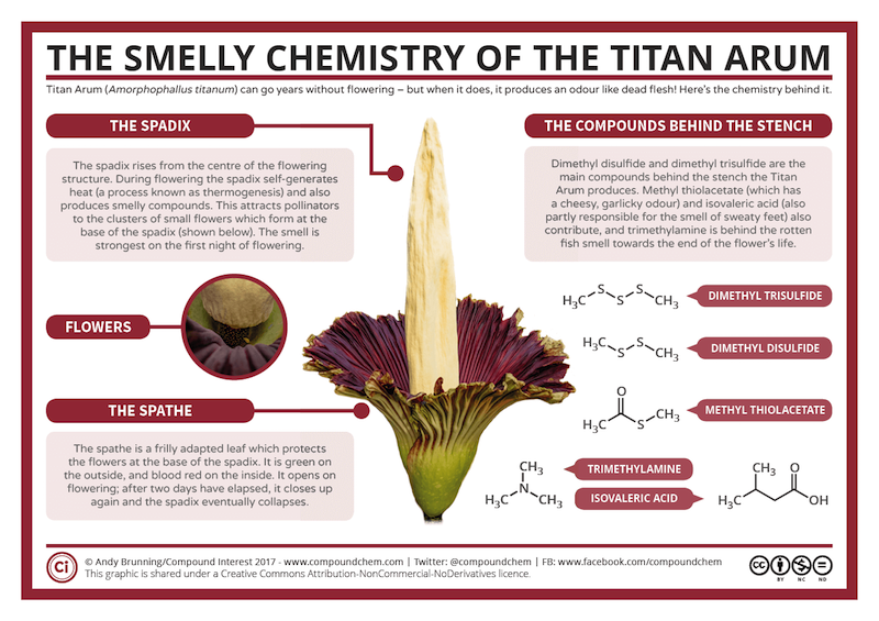 Draw a corpse flower for Halloween with Wings, Worms, and Wonder! Click to learn how and discover more about this unique botanical species!