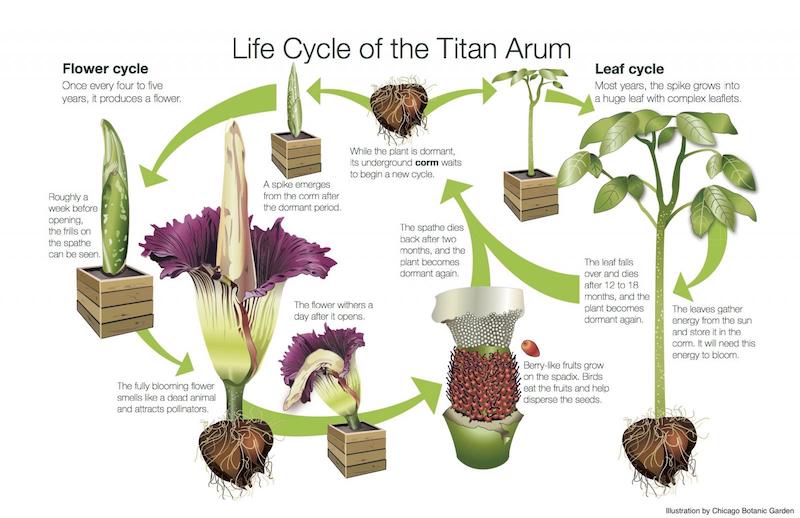 Draw a corpse flower for Halloween with Wings, Worms, and Wonder! Click to learn how and discover more about this unique botanical species!