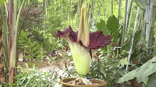 Draw a corpse flower for Halloween with Wings, Worms, and Wonder! Click to learn how and discover more about this unique botanical species!