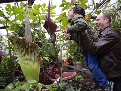 Draw a corpse flower for Halloween with Wings, Worms, and Wonder! Click to learn how and discover more about this unique botanical species!