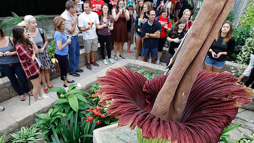 Draw a corpse flower for Halloween with Wings, Worms, and Wonder! Click to learn how and discover more about this unique botanical species!