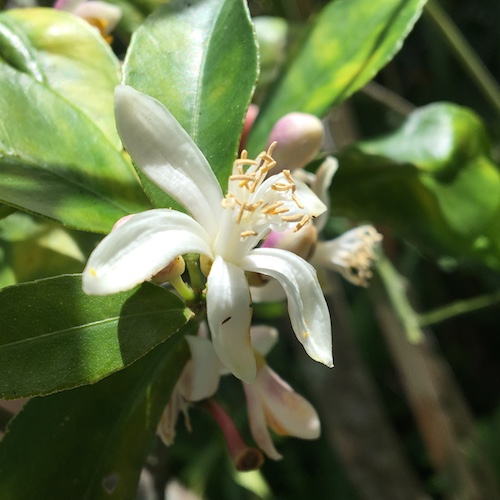 Citrus Season tradition, stories, and inspired gifts to brighten your days! Click here for the Wings, Worms, and Wonder scoop on citrus!