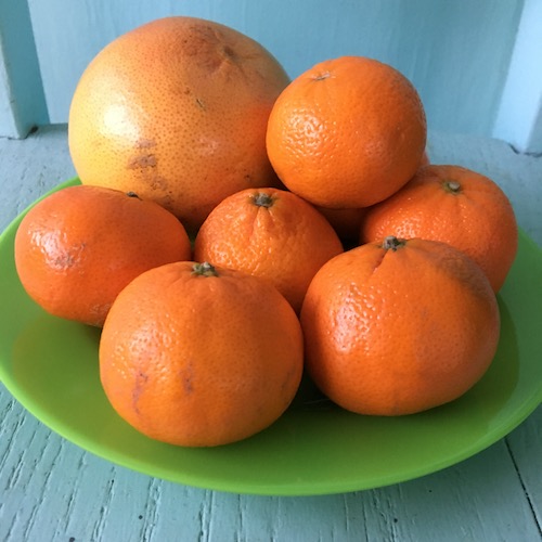 This Wonder Wednesday candy citrus peels! Click to get a Wings, Worms, and Wonder recipe and ideas for incorporating citrus into your winter celebrations!