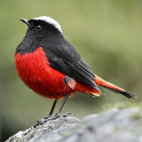 Jump into citizen science with a Backyard Bird Count the Wings, Worms, and Wonder way!