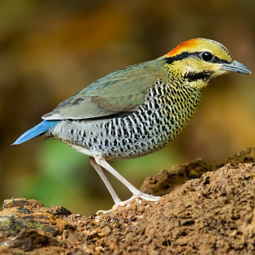 Jump into citizen science with a Backyard Bird Count the Wings, Worms, and Wonder way!