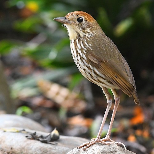 Jump into citizen science with a Backyard Bird Count the Wings, Worms, and Wonder way!