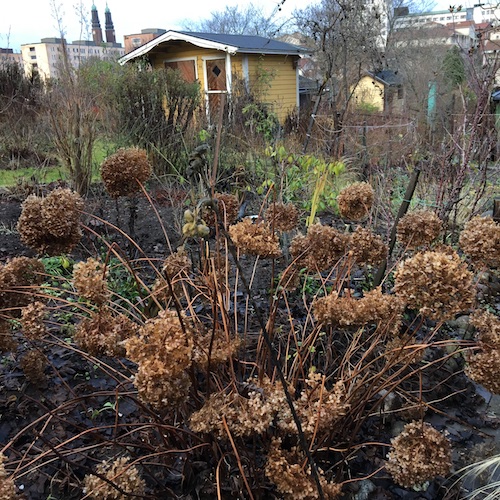Swedish winter life, acting with grace, climate action, and a personal message from Greta! Click to discover them all in this Wings, Worms, and Wonder post!