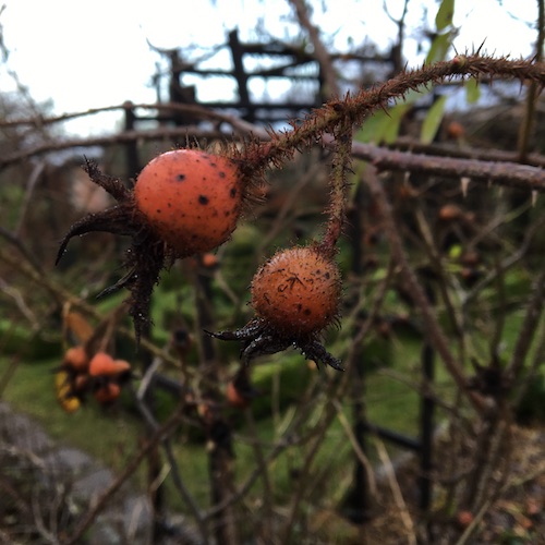 Swedish winter life, acting with grace, climate action, and a personal message from Greta! Click to discover them all in this Wings, Worms, and Wonder post!