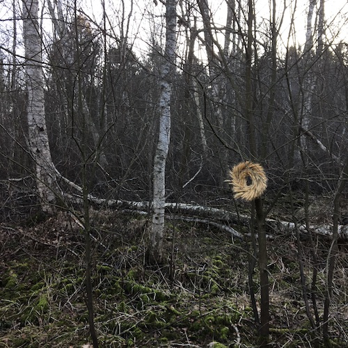 Swedish winter life, acting with grace, climate action, and a personal message from Greta! Click to discover them all in this Wings, Worms, and Wonder post!