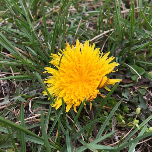 Create the ultimate spring cake from dandelion flowers! Click for the Wings, Worms, and Wonder vegan recipe to celebrate the cheerful dandelion!