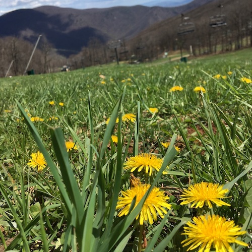 Create the ultimate spring cake from dandelion flowers! Click for the Wings, Worms, and Wonder vegan recipe to celebrate the cheerful dandelion!