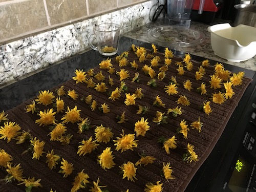 Create the ultimate spring cake from dandelion flowers! Click for the Wings, Worms, and Wonder vegan recipe to celebrate the cheerful dandelion!