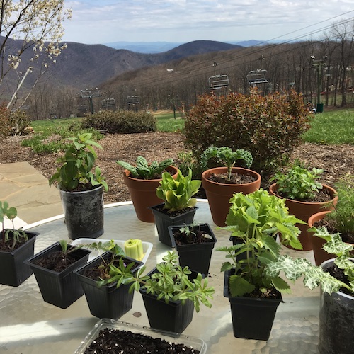 Grow a tiny quarantine garden this Wonder Wednesday 92 with pretty cup sleeves in 4 easy Wings, Worms, and Wonder steps!